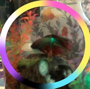 Meet your Posher, Noah